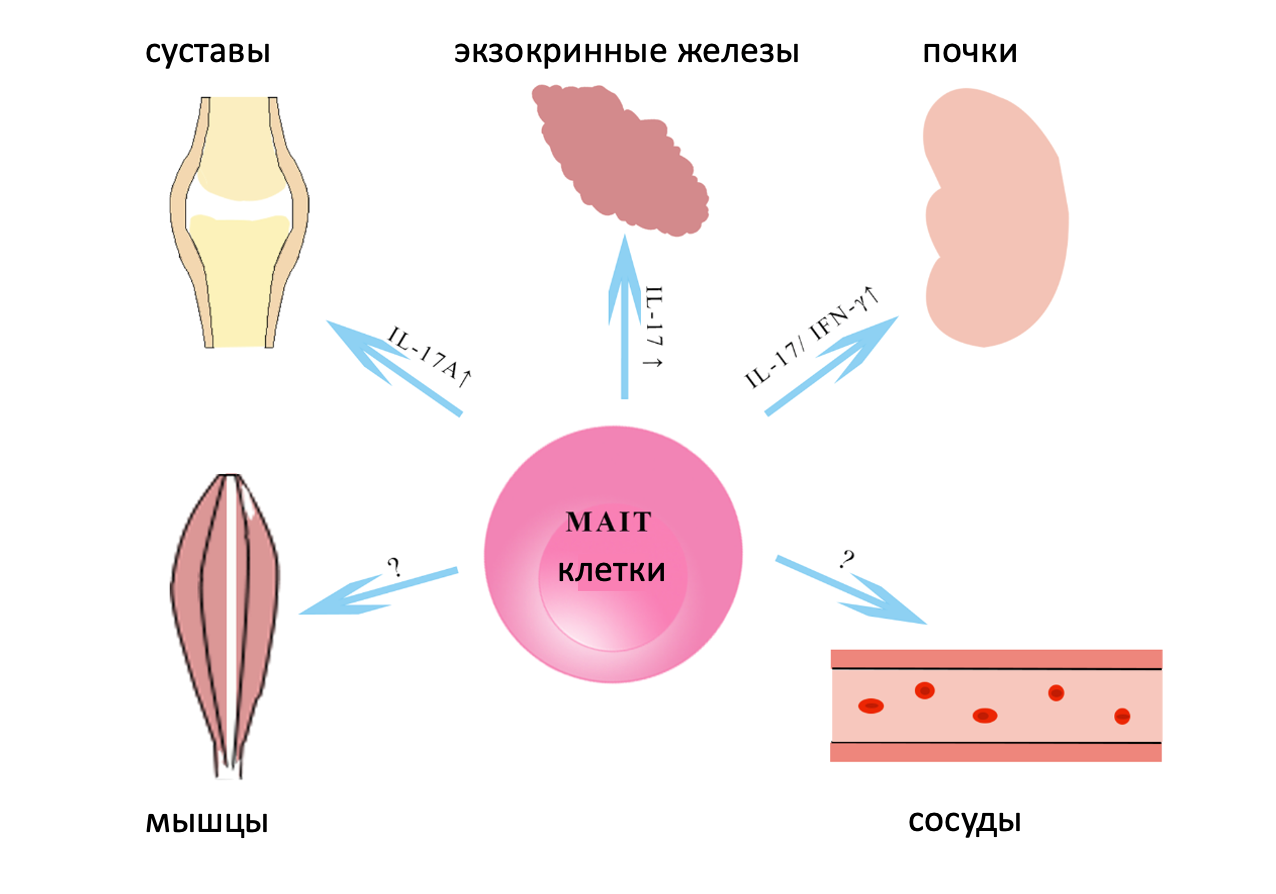 Роль MAIT-клеток в ревматологии