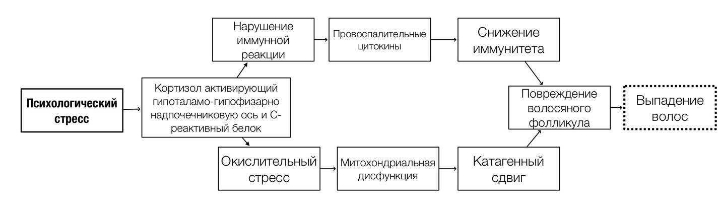 Психобиологические механизмы, связывающие психологический стресс с выпадением волос